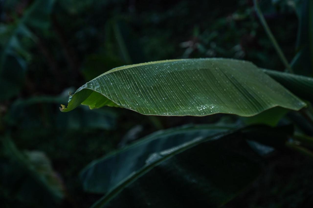 Samana Ecolodge Эль-Лимон Экстерьер фото
